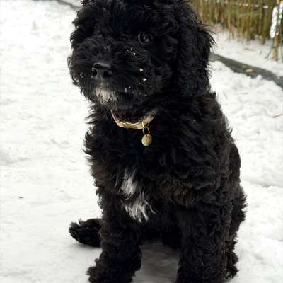 Hundetreffen-Welpentreff Raum Fredenbeck/Stade-Bild