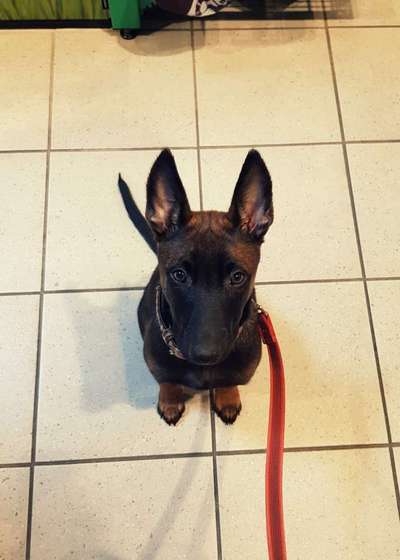 Welpen Bilder !-Beitrag-Bild