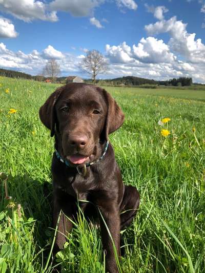 Die Dogorama Monats Challenge "Es grünt und blüht"-Beitrag-Bild