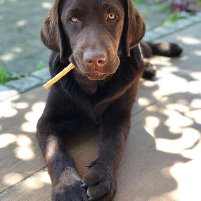 Hundetreffen-Gassirunde und spielen