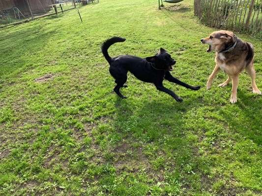 FOTO CHALLENGE 77 - Dein Hund im Spiel-Beitrag-Bild