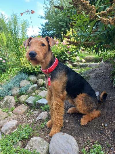 Gibt es noch andere Airedales?:)-Beitrag-Bild