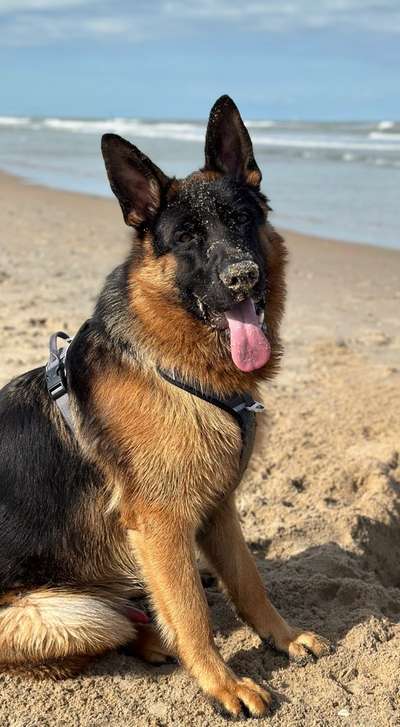 Alles rund um den Schäferhund, diskutieren erwünscht.-Beitrag-Bild