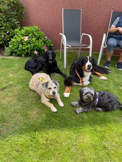 Foto Challenge 103    Hundefreundschaften-Beitrag-Bild