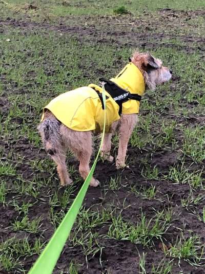 Hunde Regenmantel Erfahrungen-Beitrag-Bild