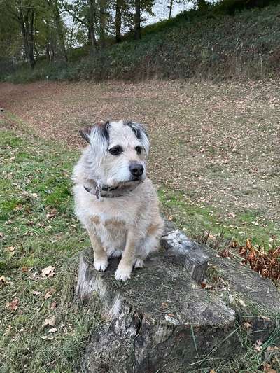 TierschutzhundeStammtisch🐕-Beitrag-Bild