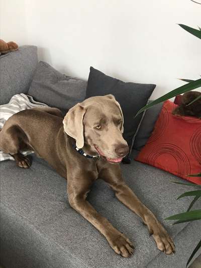 Mischlingshunde Foto Aufruf-Beitrag-Bild