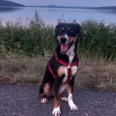 Hundetreffen-Spielen-Bild