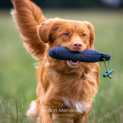 Hundetreffen-Hunde Treffen-Bild