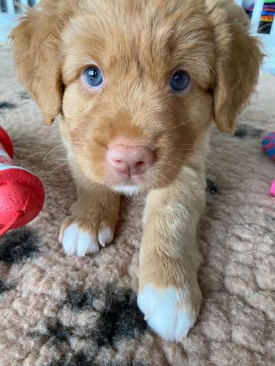 Welpen Bilder !-Beitrag-Bild