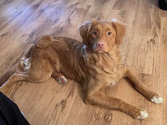 Hunderunde-Beitrag-Bild