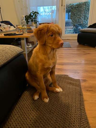 Nova Scotia Duck Tolling Retriever-Beitrag-Bild