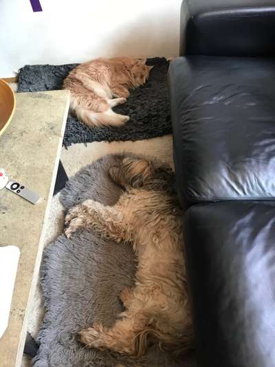 euer ältester Hund ?-Beitrag-Bild