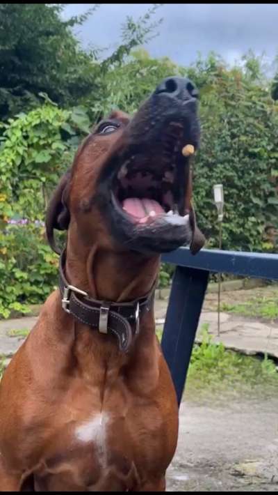 60. Handy Fotochallenge  -gleich schnapp ich es--Beitrag-Bild