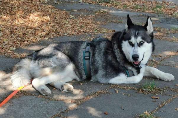 Husky-Beitrag-Bild