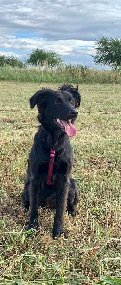 Flat Coated Retriever-Beitrag-Bild