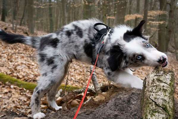 Fotochallenge No. 26                                     Wald und Wiese-Beitrag-Bild