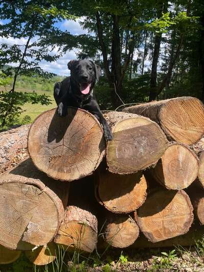 Hundetreffen-Hundebegegnungen, Hundetraining und Spaß-Bild