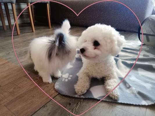 Fotochallenge Nr. 51 "Euer Hund mit anderen Tieren"-Beitrag-Bild