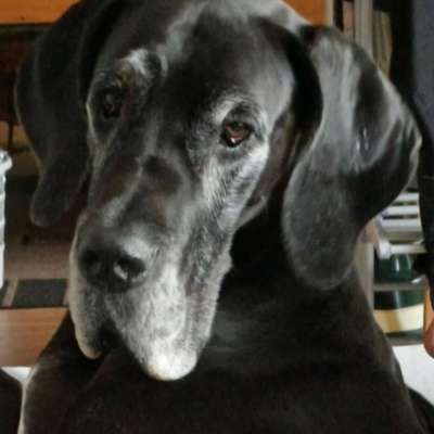 Deutsche Doggen-Beitrag-Bild