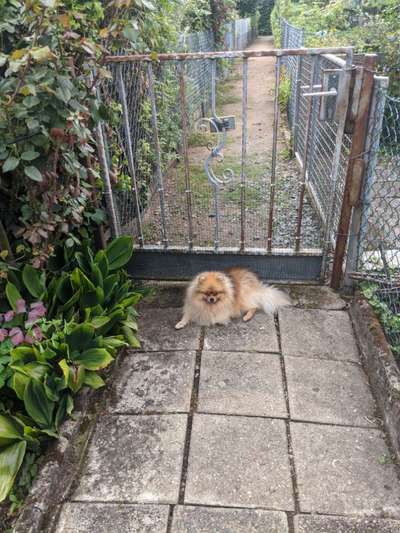 Spitz--Zwergspitz--kleinspitz---mittelspitz----Großspitz--Wolfsspitz-Beitrag-Bild