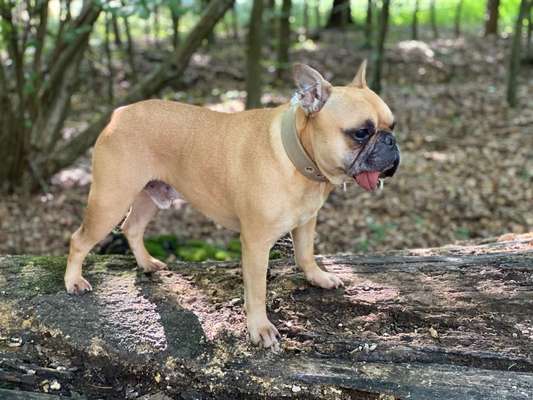 Fotochallenge Nr. 59 - Mein Hund zeigt die Zunge-Beitrag-Bild