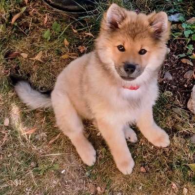 Hundetreffen-Miri, zur Zeit 3 Monate möchte nette Hunde kennenzulernen Velbert am Berg-Bild