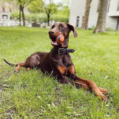 Hundetreffen-Spielpartner/ Social walks in Langenhorn-Bild