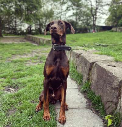 Wo sind die Dobis?-Beitrag-Bild