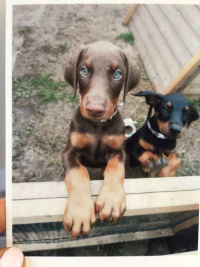 Welpen Bilder !-Beitrag-Bild