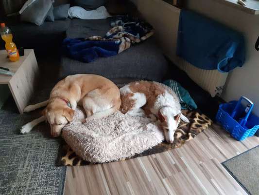 Bester Freund, Hundekumpel - zeigt her!-Beitrag-Bild