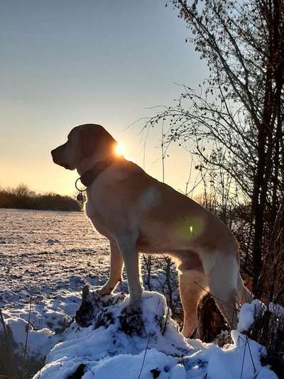 Die Dogorama Kalender Challenge Teil 2/4-Beitrag-Bild