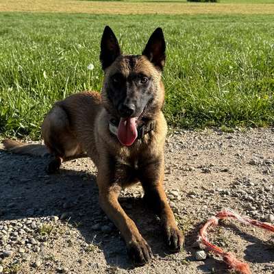 Hundetreffen-Spielgefährten gesucht-Bild
