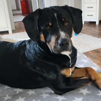 Hundetreffen-Lust auf gemeinsamen Spaziergang