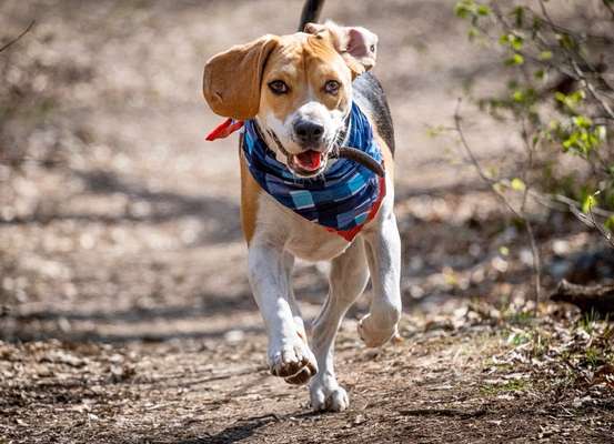 Challenge 23 : "  Euer Hund beim Frühlingserwachen "-Beitrag-Bild