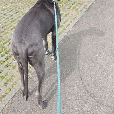 Hundetreffen-Gassi runde mit Dogge dame Phanta in Waldstetten-Bild