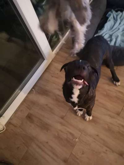 Lustigsten Grimassen von euren Hunden-Beitrag-Bild