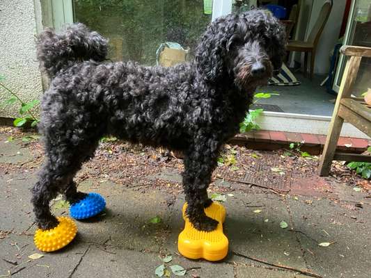 Freddys Kummerkasten-Beitrag-Bild