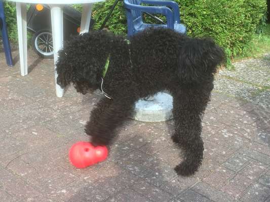 Mag zeitweise kein Trockenfutter-Beitrag-Bild