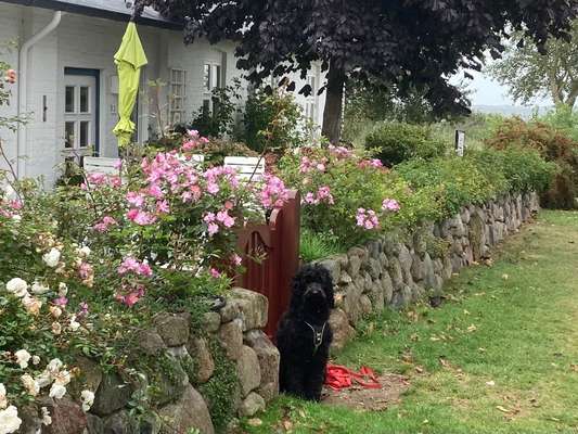Fotochallange 63: "Dein blühendes Hündchen"-Beitrag-Bild