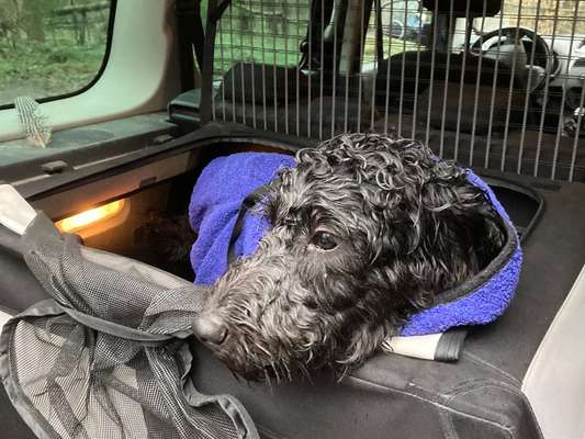 FOTOCHALLENGE 70 - Dein Hund im Auto-Beitrag-Bild