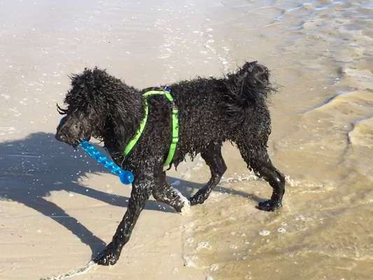 FOTO CHALLENGE 77 - Dein Hund im Spiel-Beitrag-Bild