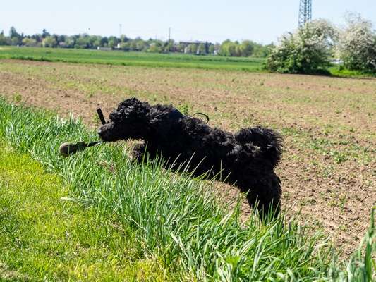 Dogorama Photo Challenge - Hunde in Action-Beitrag-Bild