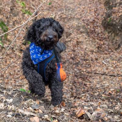 Freddys Kummerkasten-Beitrag-Bild