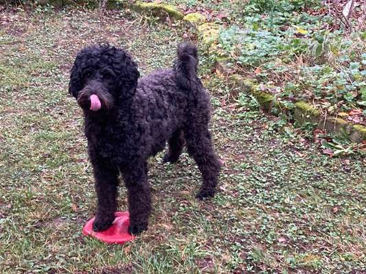 Labradoodle gesucht-Beitrag-Bild