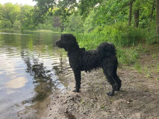 Fotosammlung: ,,Der natürliche Hund" Unbearbeitet, ungestellt und in Natura-Beitrag-Bild