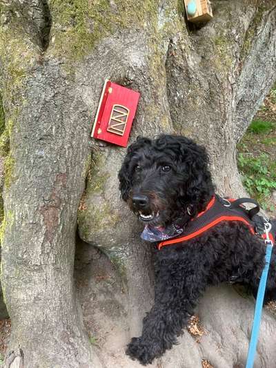 Freddys Kummerkasten-Beitrag-Bild