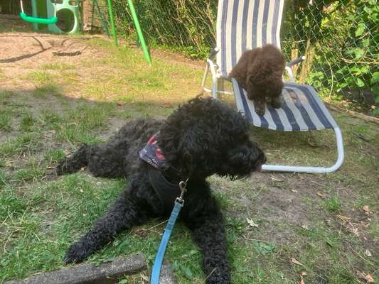 Freddys Kummerkasten-Beitrag-Bild