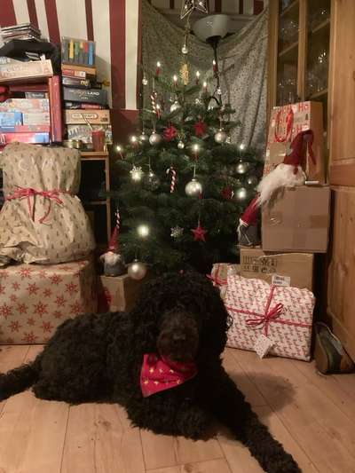 Freddys Kummerkasten-Beitrag-Bild