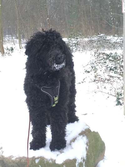 Foto Challenge Nr.: 114
Hunde im Schnee-Beitrag-Bild